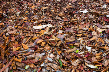 Compost full of dried autumn colored leaves