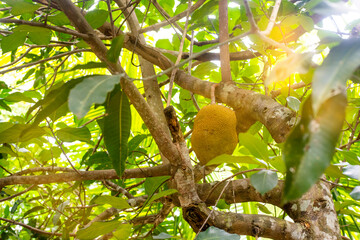 A Jackfruit on the tree, Green big jackfruit near ripe.