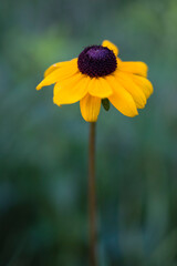 Wild Black-eyed Susans