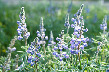 Obraz premium Mountain Flowers