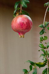 pomegranate hanging on a branch on a uniform background