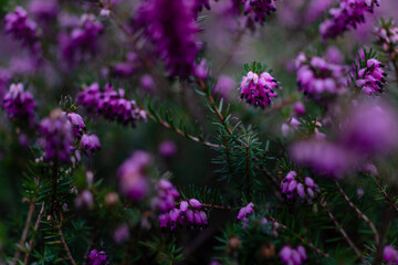 Garden Heather