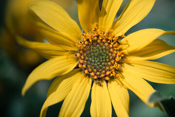 Arrowleaf Balsamroot