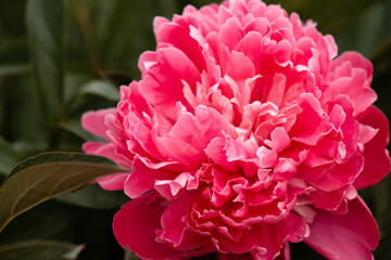 Obraz premium Garden Flowers