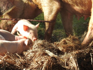 Cerdos de granja