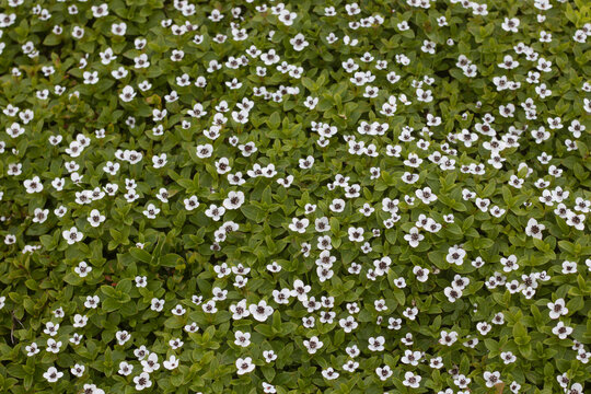 Cornus suecica, the dwarf cornel or bunchberry wallpapers 2