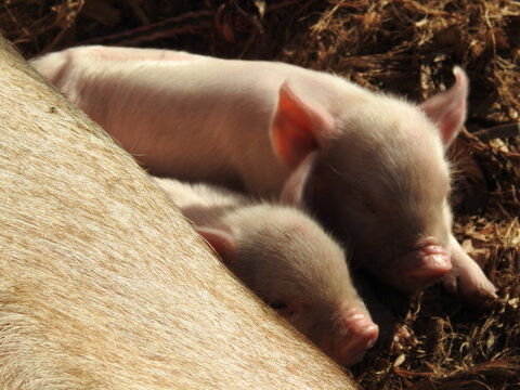 Cerdos de granja