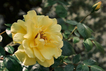 single blooming yellow rose (Molineux)