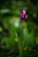 Garden Tulip