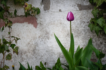 Garden Tulip