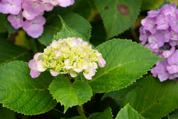 梅雨に咲くアジサイ