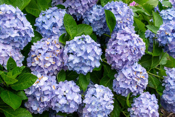 梅雨に咲くアジサイ
