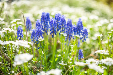 Grape Hyacinth