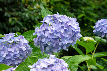 梅雨に咲くアジサイ