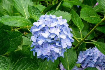 梅雨に咲くアジサイ