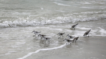 Sandpipers Sprint Through the Surf