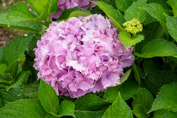 梅雨に咲くアジサイ