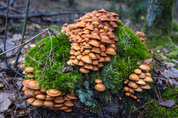 Kuehneromyces mutabilis, syn. Pholiota mutabilis, commonly called sheathed woodtuft in forest in Poland
