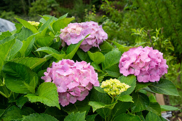 梅雨に咲くアジサイ