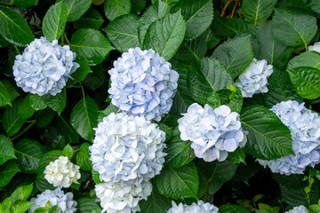 梅雨に咲くアジサイ