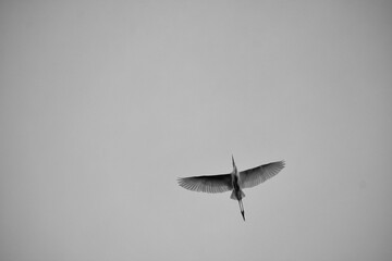 leaf in water 白鷺の飛翔　モノクロ