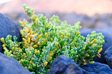 Seashore plants (Zygophyllum fontanesii) in their natural environment between large black (basalt)...