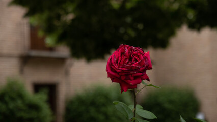 red rose in garden