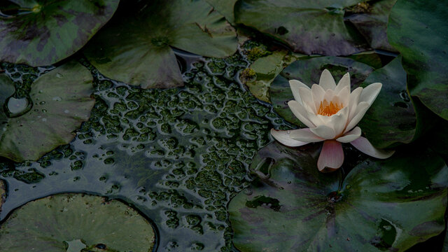 Fototapeta water lily flower