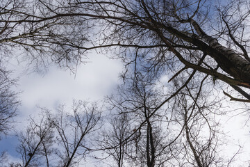 Fototapeta na wymiar Birch branches in Kampinos National Park in Poland