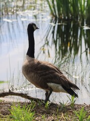 Goose at the Lake