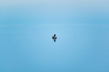 bird on the water