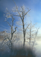 樹氷と青空（北海道・標茶町）
