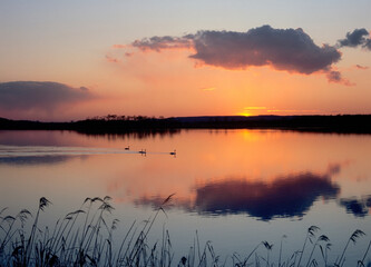 Obraz premium 日没の湖とオオハクチョウ（北海道・標茶町） 
