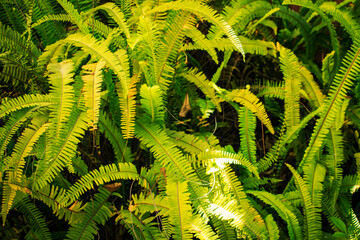 fern leaf in the forest