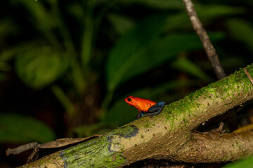 strawberry poison dart frog