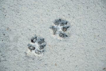 Animal footprints on a dry concrete surface