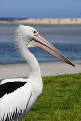 Pelican on the beach in a sunny day