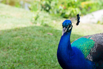 Obraz premium close up portrait of peacock