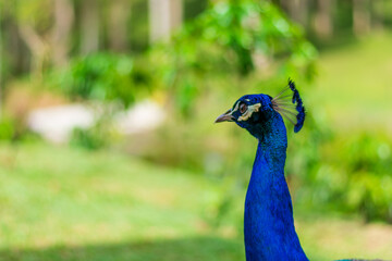 Fototapeta premium close up portrait of peacock