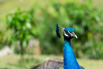 close up portrait of peacock