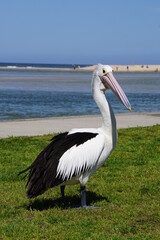 Pelican.