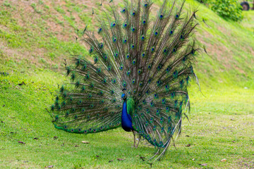 peacock with feathers out