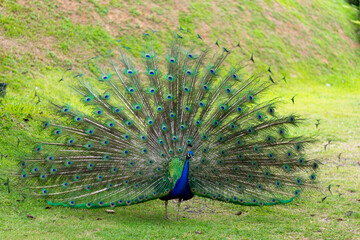 peacock with feathers out