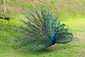 peacock with feathers out