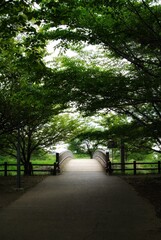 morning in the park
つくばの川にかかる小さな橋の風景