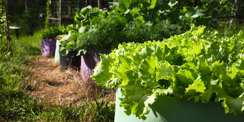 Obraz premium Growing young lettuces full of vitamins in the garden
