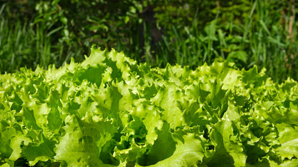 Young juicy green lettuce