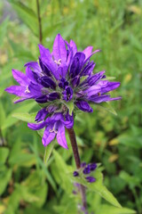Fototapeta premium purple flower in the garden