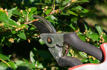 Pruning a Cotoneaster Lucidus hedge with clippers on a warm sunny day