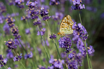 満開のラベンダー畑とヒョウモンチョウ